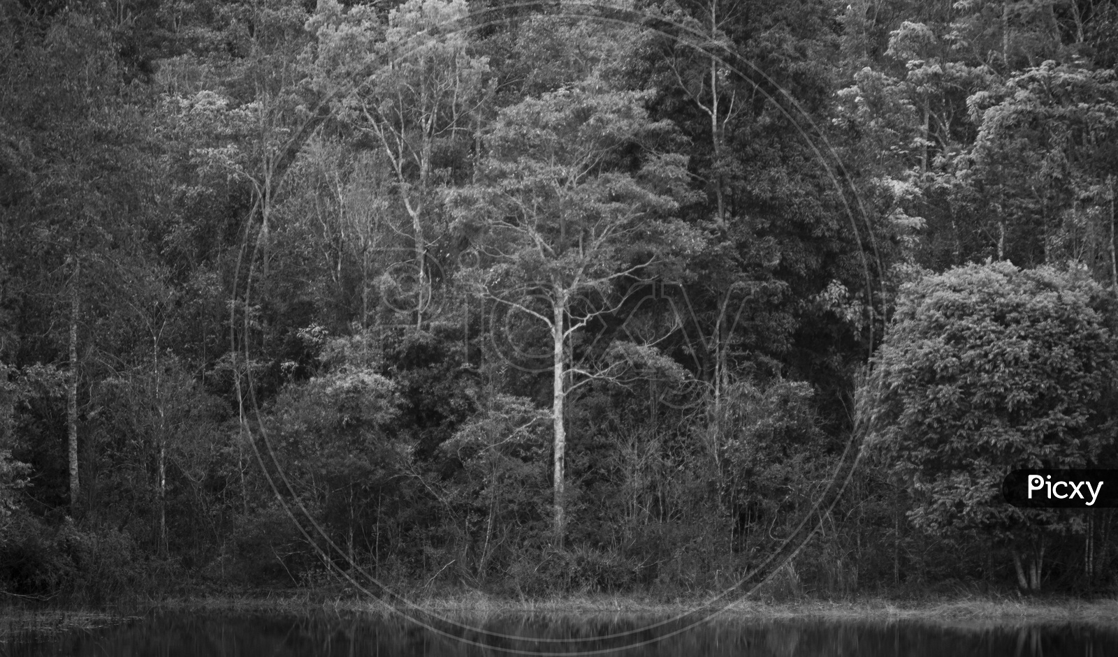 image-of-black-and-white-filter-over-tropical-forest-up211282-picxy