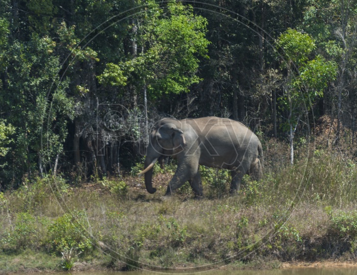 Big Wild elephant In tropical Forest of Khao Yai National park, Thailand
