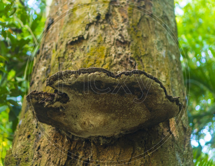 Fungi Mushroom Growing on Tree Bark