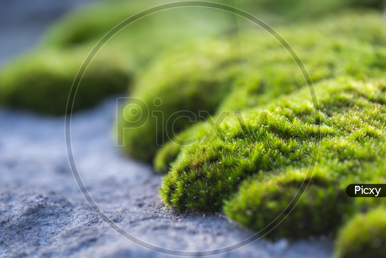 Macro Shot Of Moss Over Forest Rocks