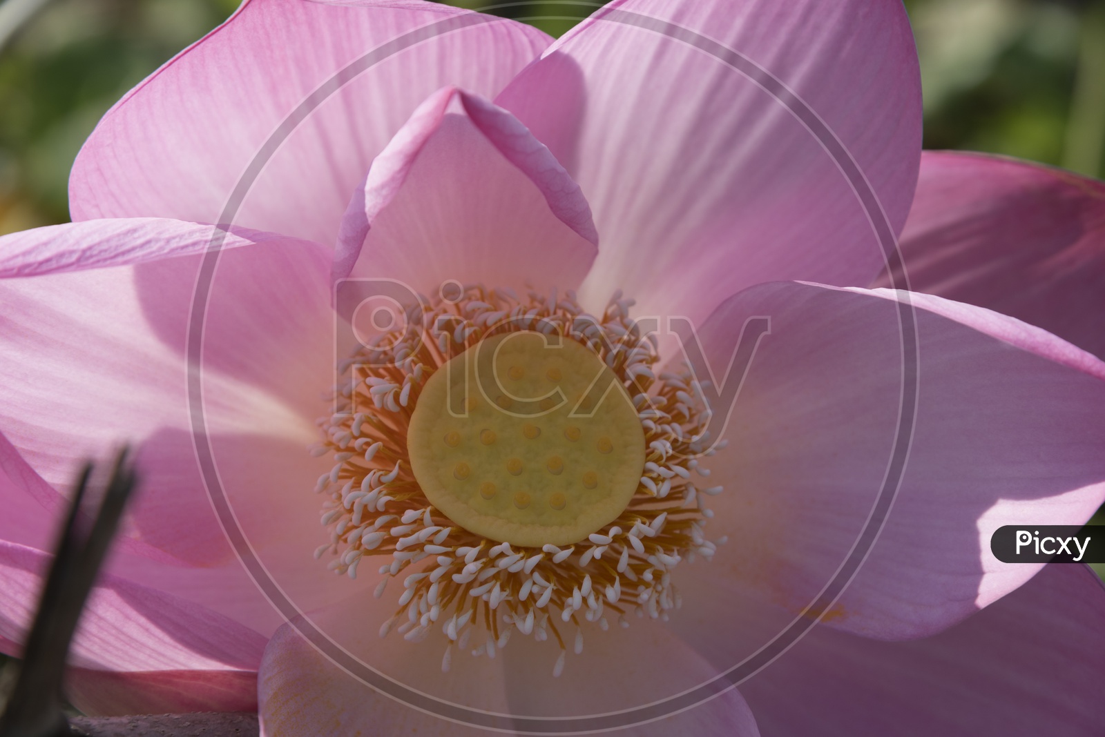 pink flower Lotus Flower Closeup