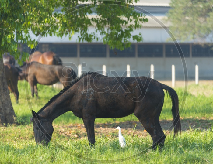Horses Grazing in Green Pastures