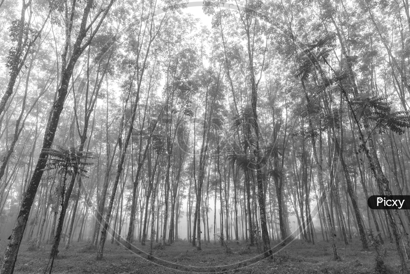 Scenic forest of fresh green deciduous trees framed by leaves, with the sun casting its warm rays through the foliage With B&W Filter