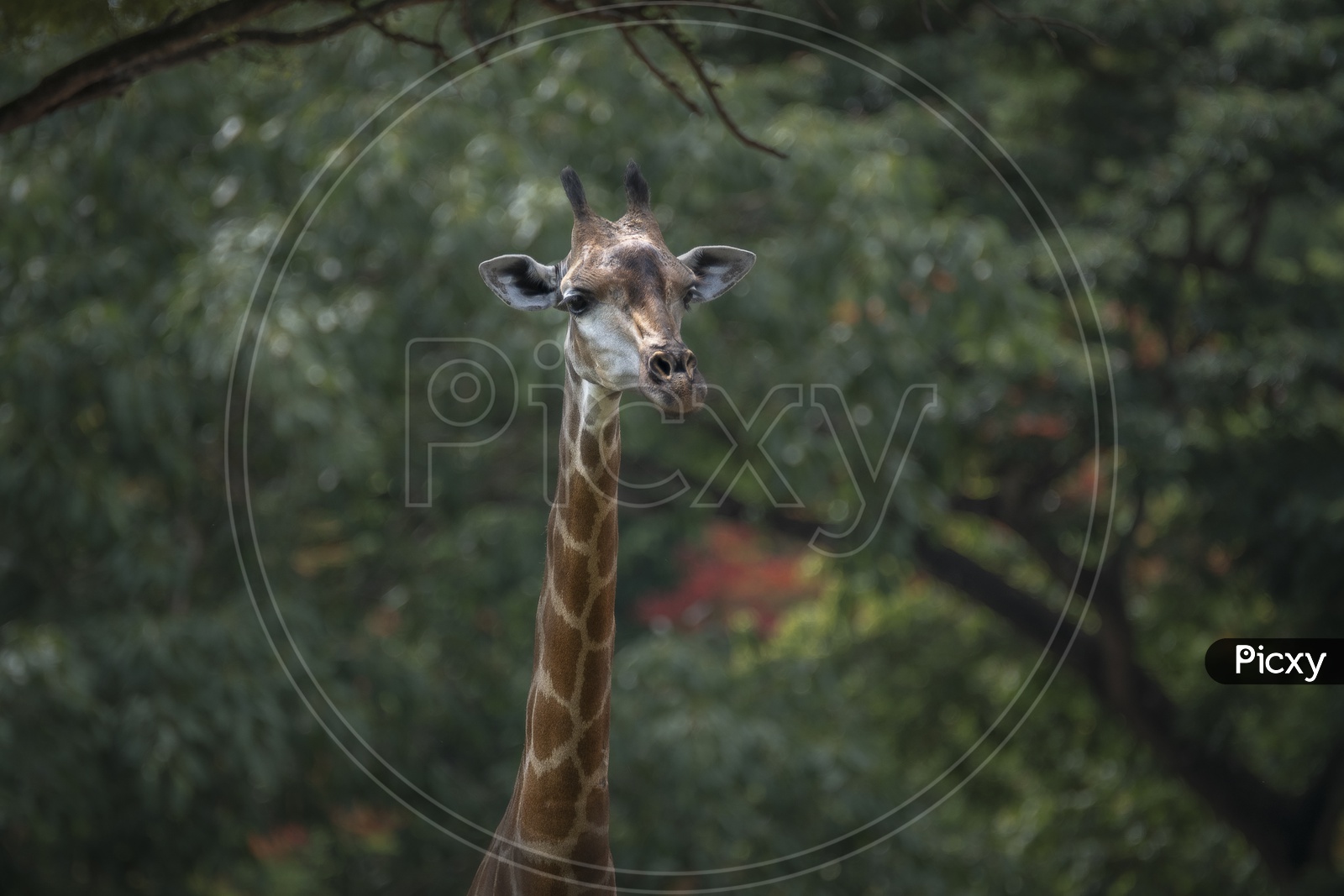 The head and neck of a giraffe