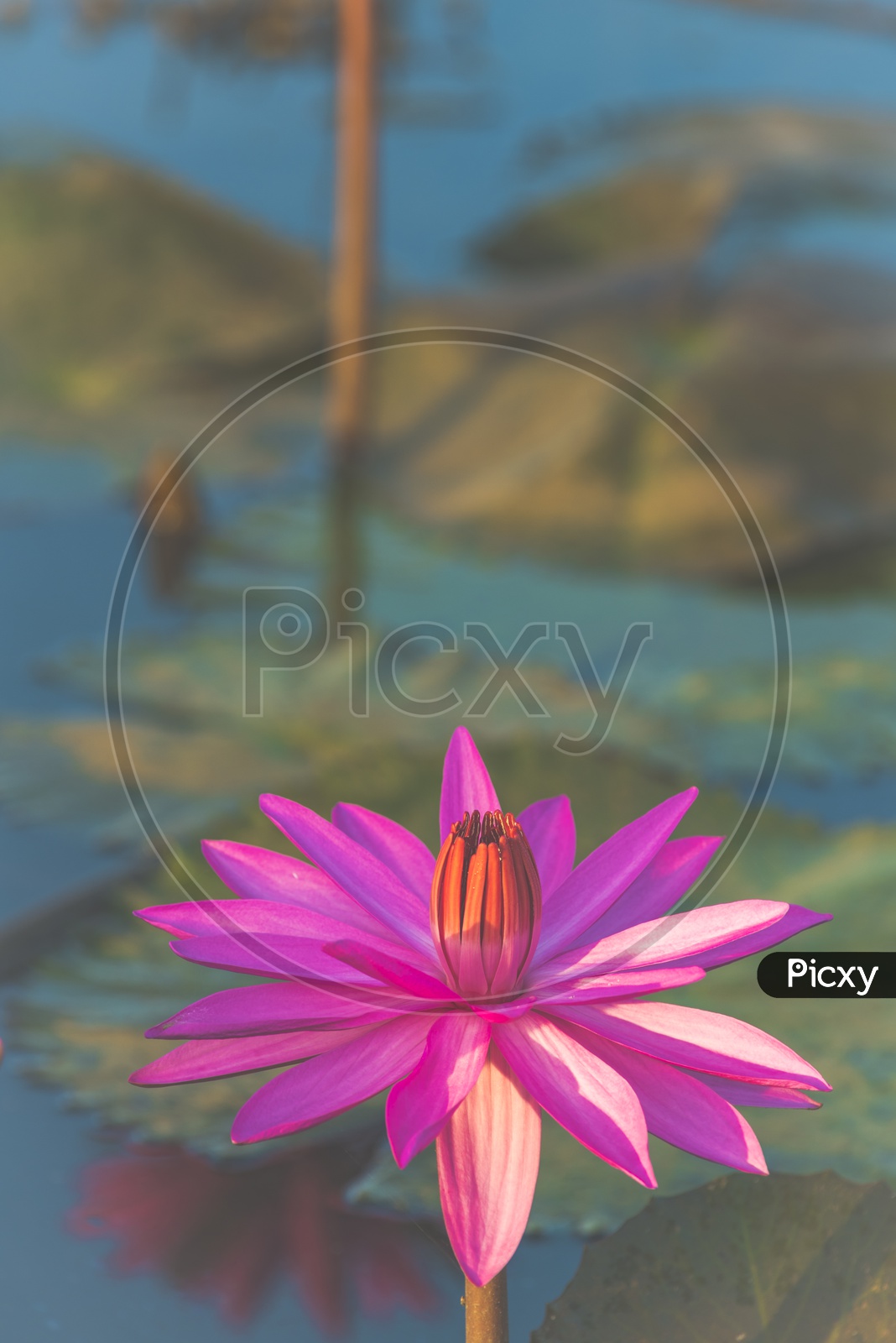 Close up of pink lotus in a pond, vintage filter image