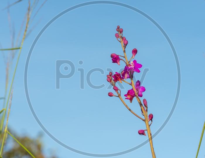 Epidendrum Secundrum Pink Flowers With Blue Sky