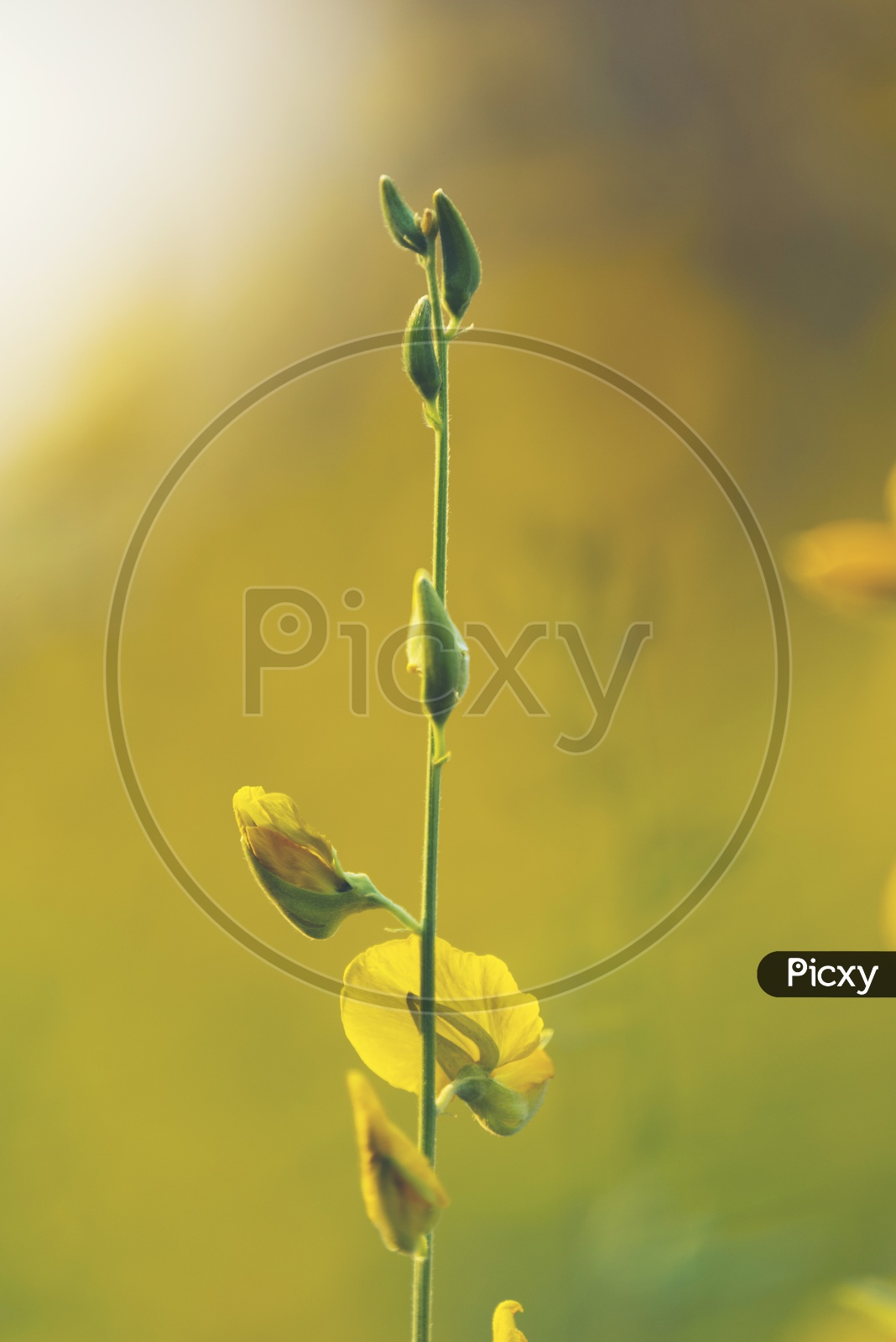 Mustard Plants With Yellow Blooming Flowers