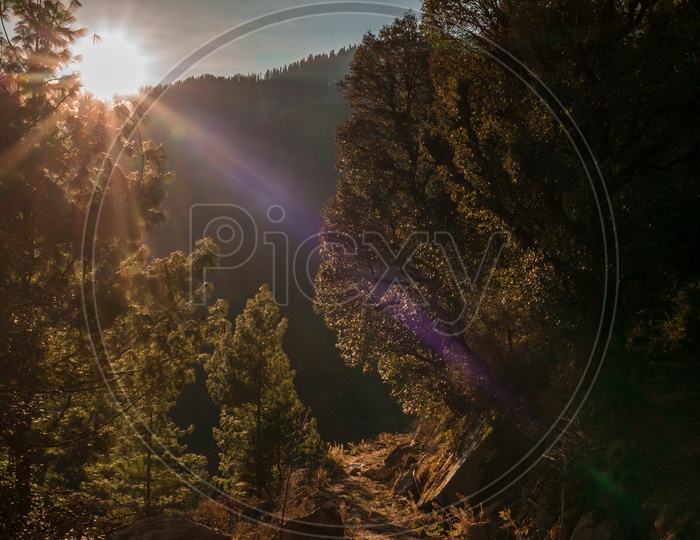 Sunset Over The Pine Trees Or Deodar trees in the valleys of  Himalayan Mountains