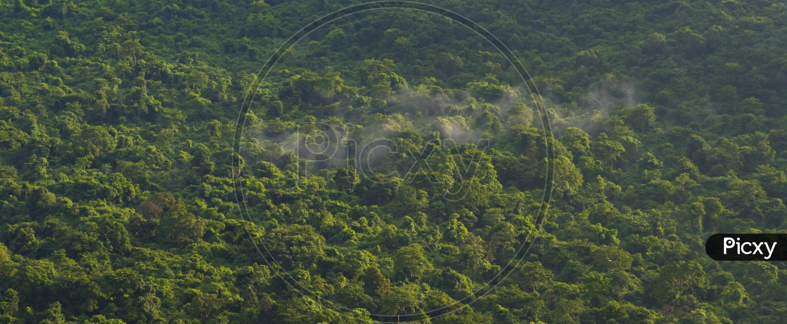 Panoramic View Of Seamless Tropical Forest Patterns With Trees