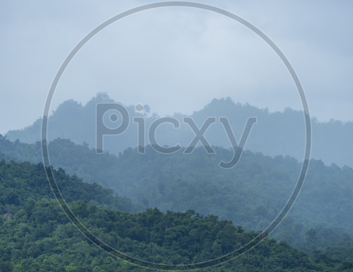 View Of Seamless Tropical Forest Patterns With Trees