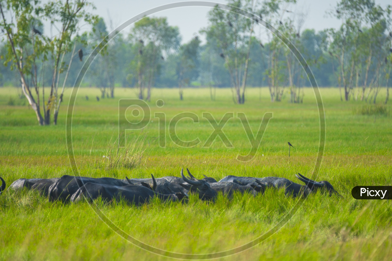 Group Of buffaloes Grazing In Green Fields