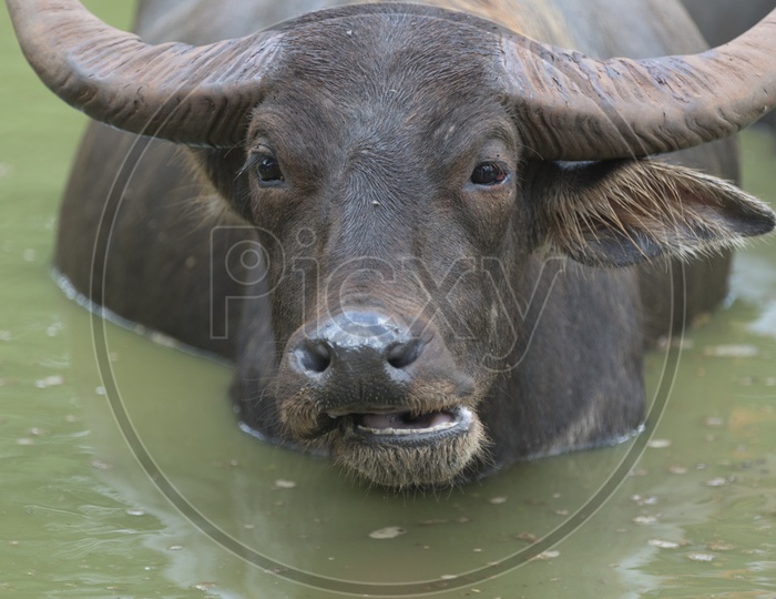 Water buffalo in the lake