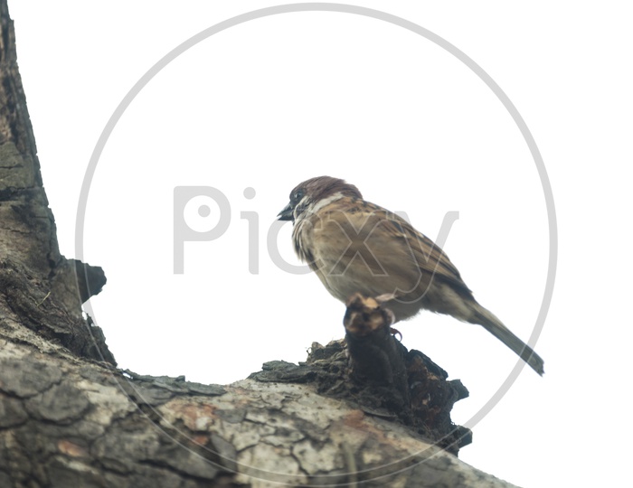 Eurasian Tree Sparrow Bird