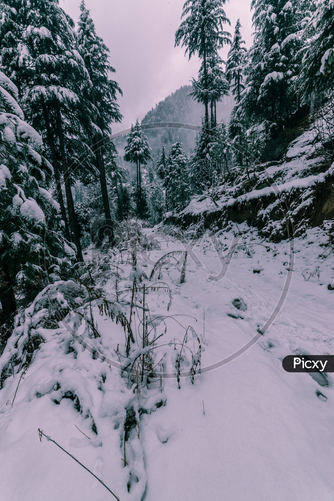 Snow Covered  Trees And Pathways  in The Villages Of Himalayas in Winter Season