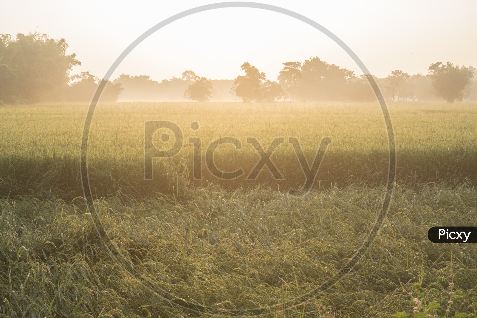 Sunrise At a Paddy Or Rice Field  On a Foggy Winter Morning