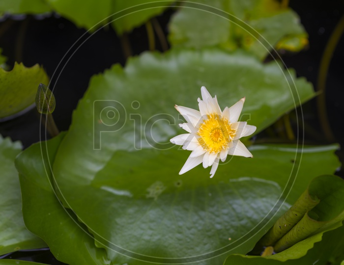 lotus flowers In a Lake