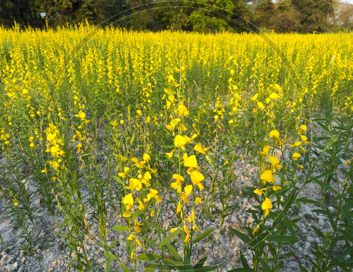 Mustard Plants With Yellow Blooming Flowers