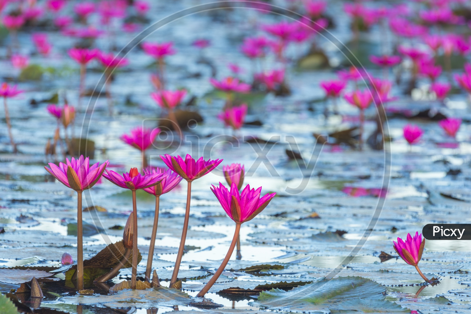 Close up of pink lotus flowers in the pond vintage filter