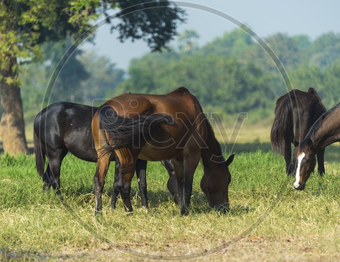 Group Of  Horses Grazing  in Green Pastures
