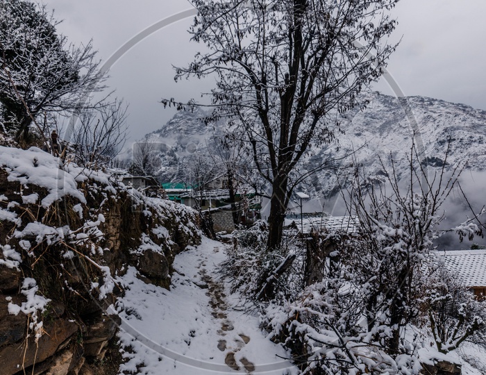 Snow Covered  Trees And Pathways  in The Villages Of Himalayas in Winter Season