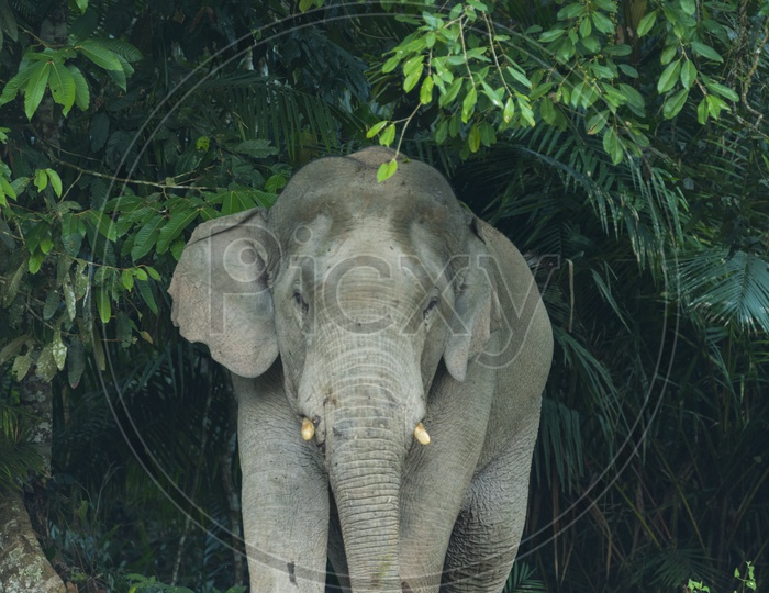 Asian elephant in Khao Yai National Park. Thailand