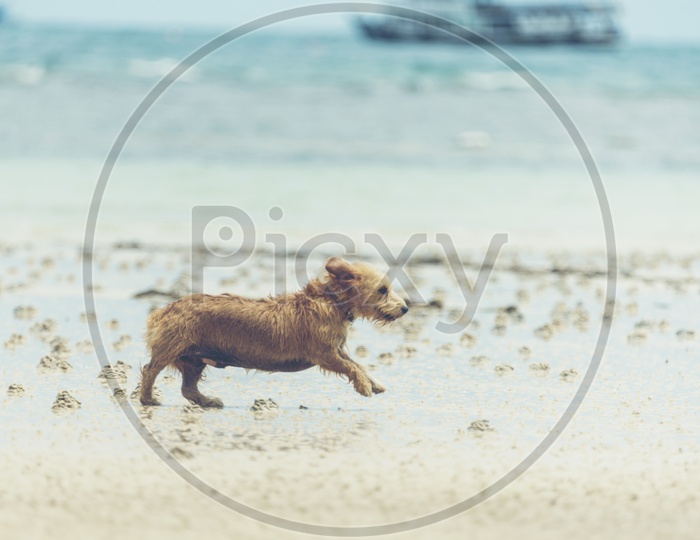 Dog playing on the Beach Sand