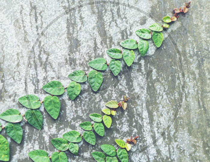 Ivy leaves on loft style wall in Thailand