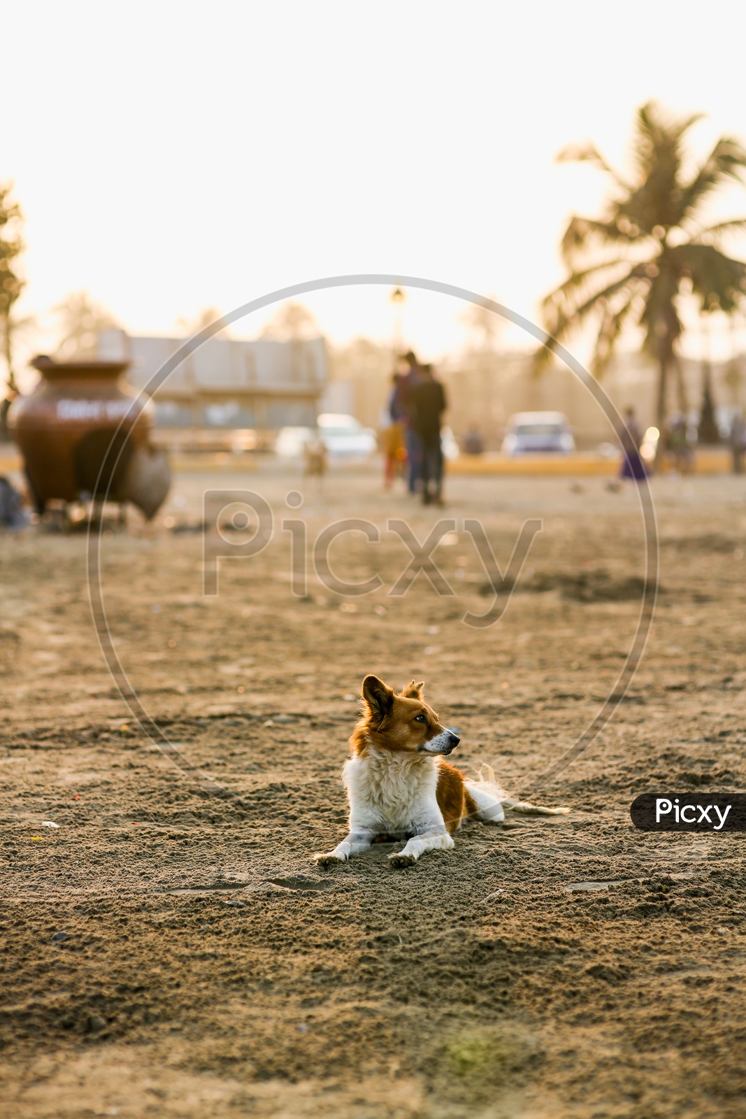 A Beach Dog at Juhu Beach 2