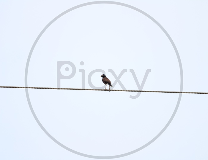 Robin Bird Sitting On a Electric Wire