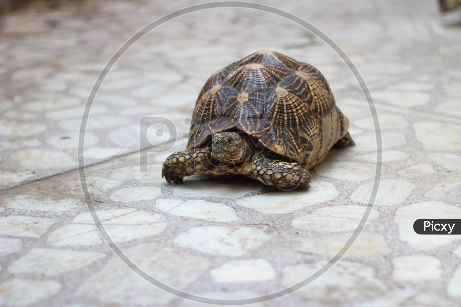 Pet Tortoise Or Turtle Crawling in a house