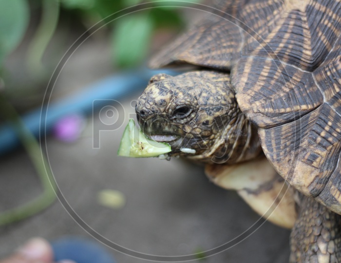 Tortoise Or turtle  Closeup Eating Veggies