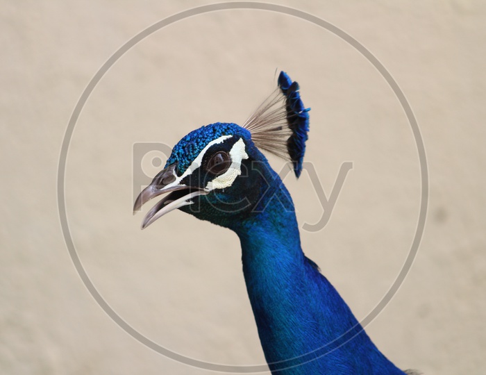 Peacock Head Over Beige Background
