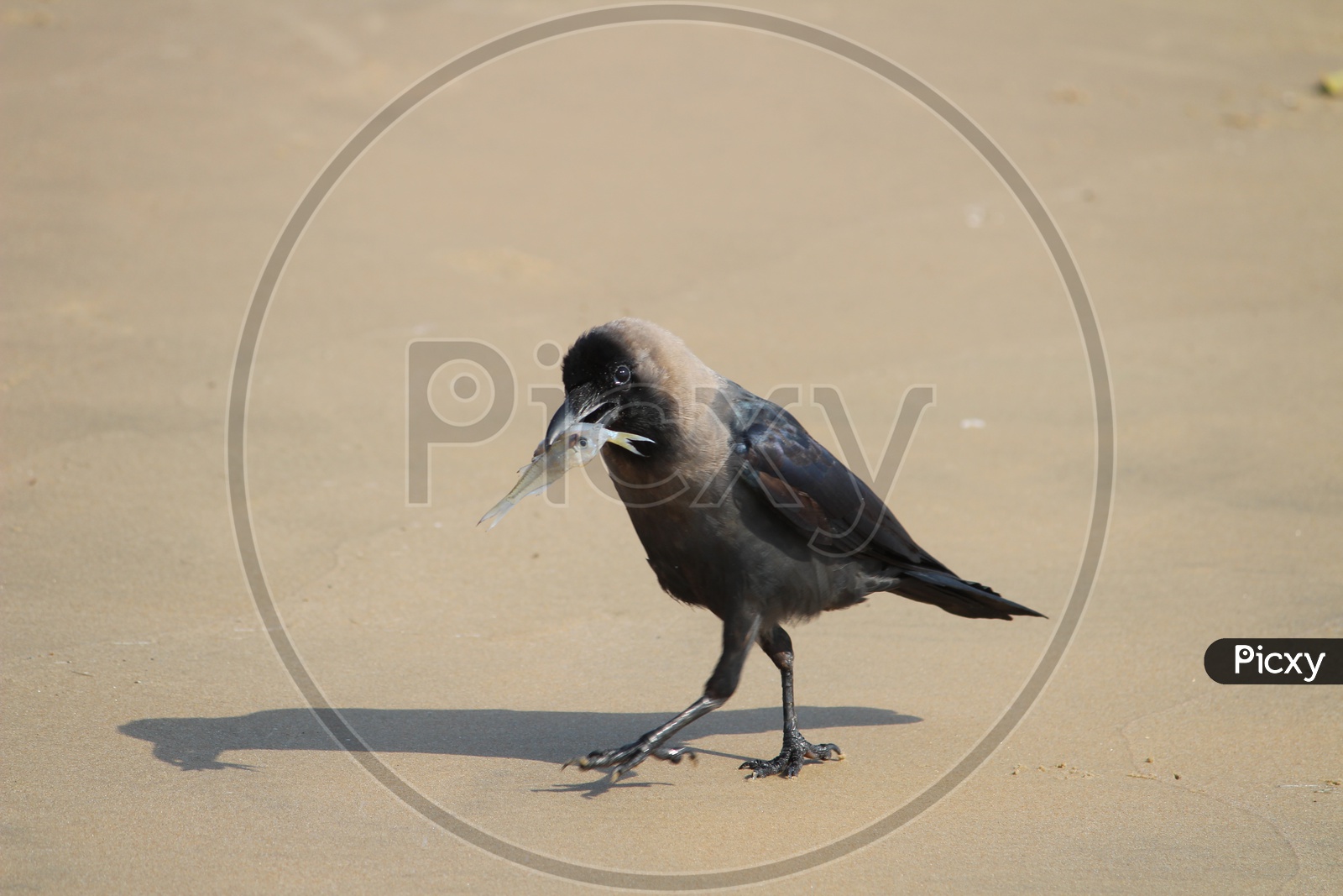 Crow With a Fish To His Beak In a Beach