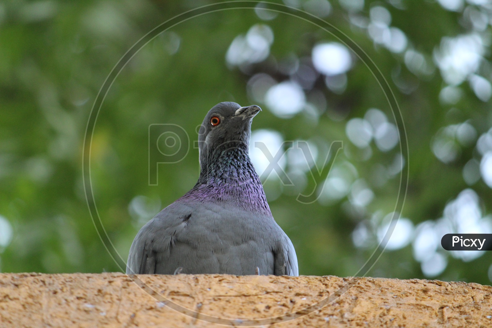 Pigeon Sitting On Wall