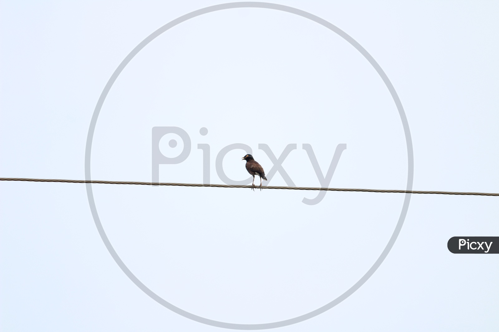 Robin Bird Sitting On a Electric Wire