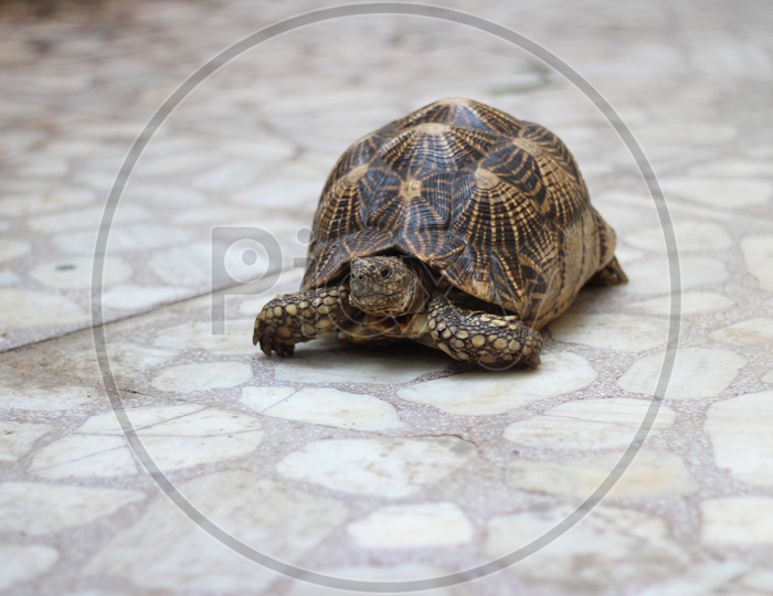 Pet Tortoise Or Turtle Crawling in a house