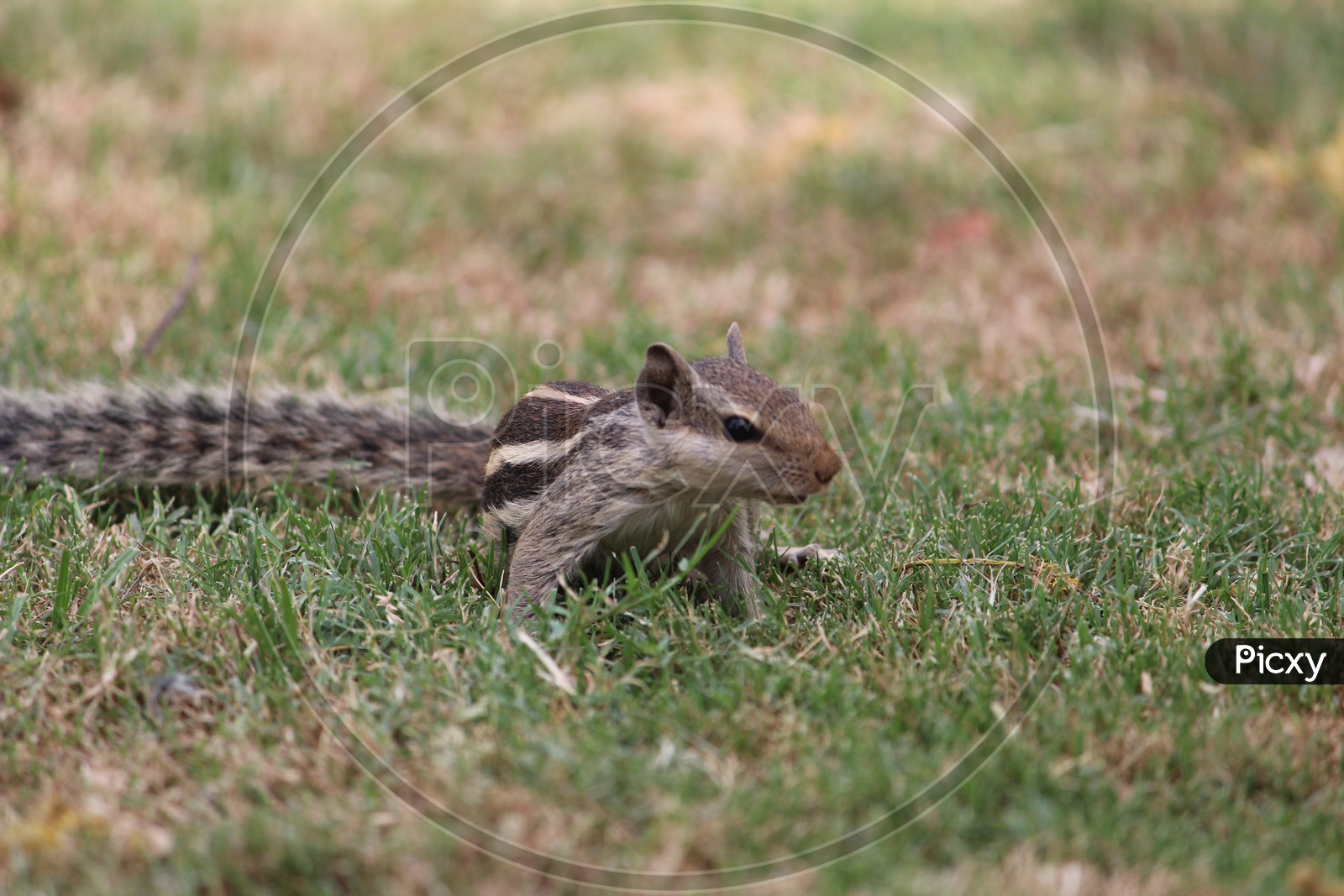 Squirrel In a Lawn Garden