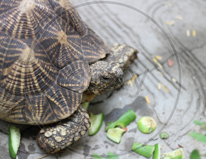 Tortoise Or turtle  Closeup