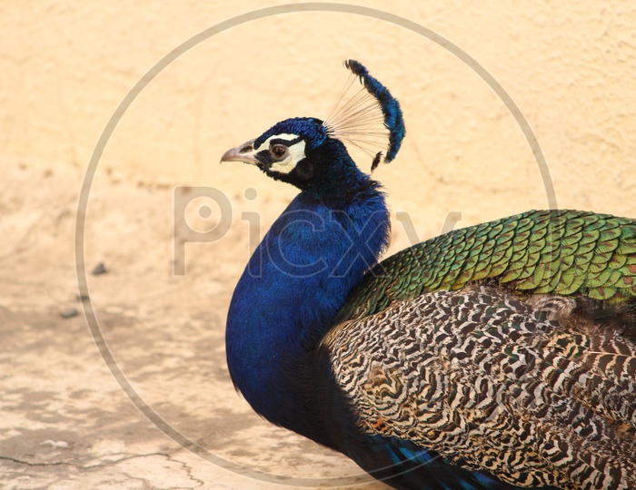 Peacock  Head Closeup