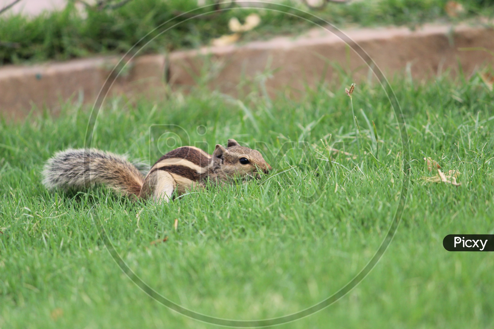 Squirrel In a Lawn Garden
