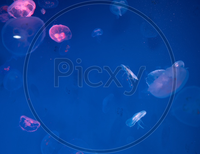 Pink Jellyfish in the aquarium For Research