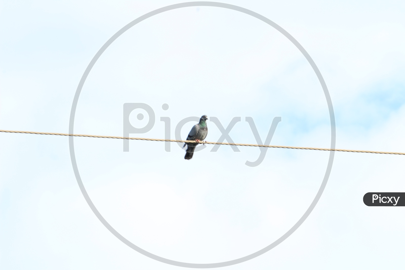 Pigeon Bird Sitting On a Electric Wire