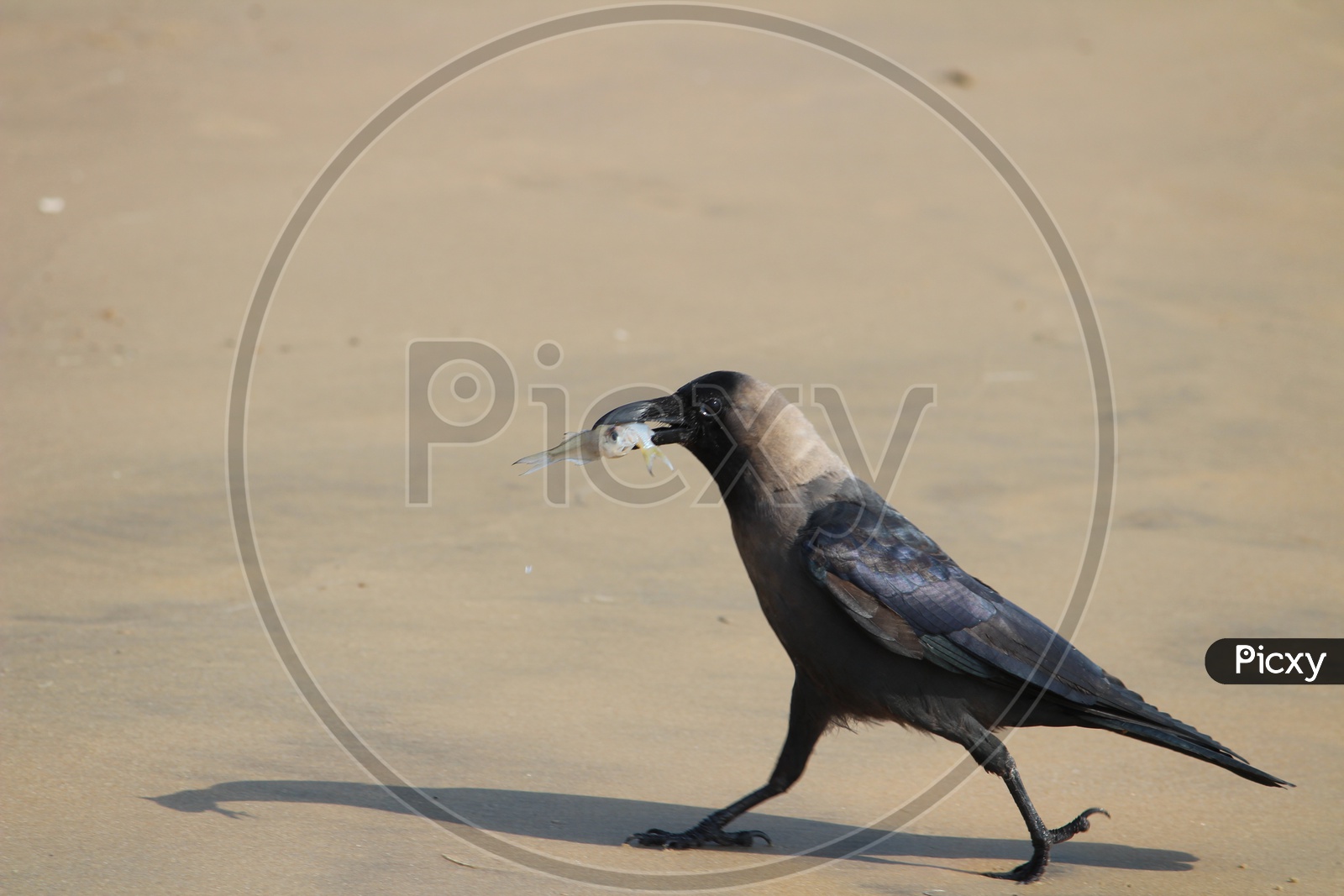 Crow With a Fish To His Beak In a Beach