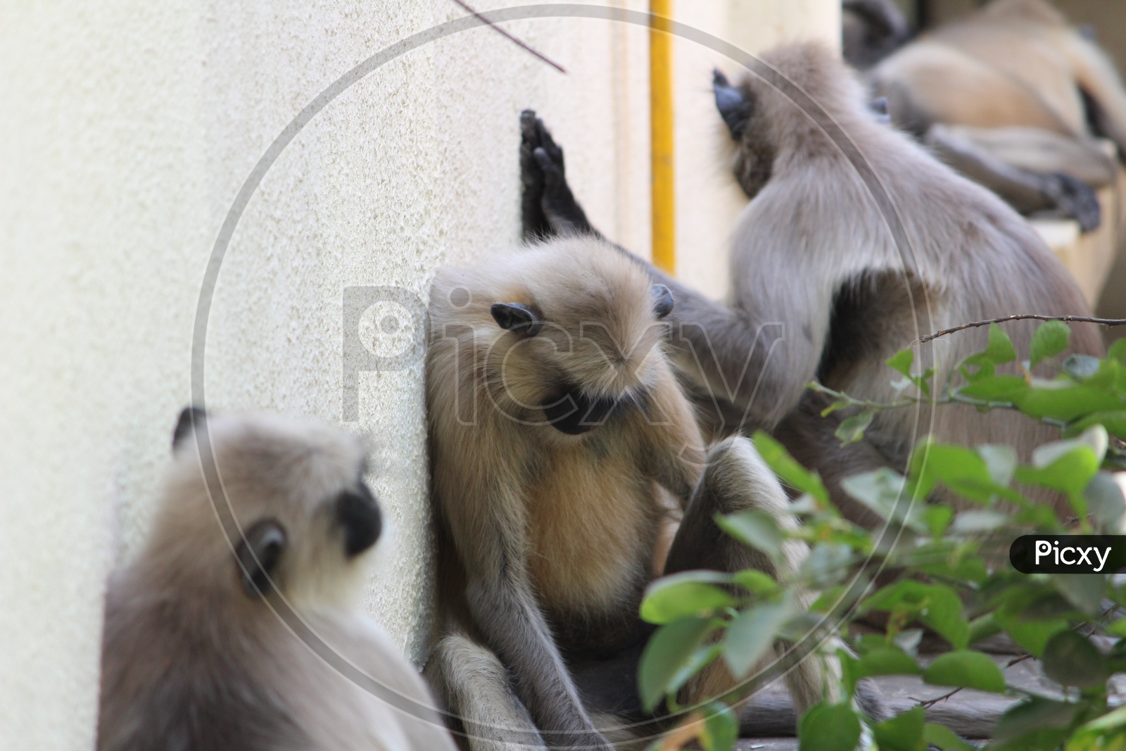 Young Lar Gibbon Or Monkey Or macaque