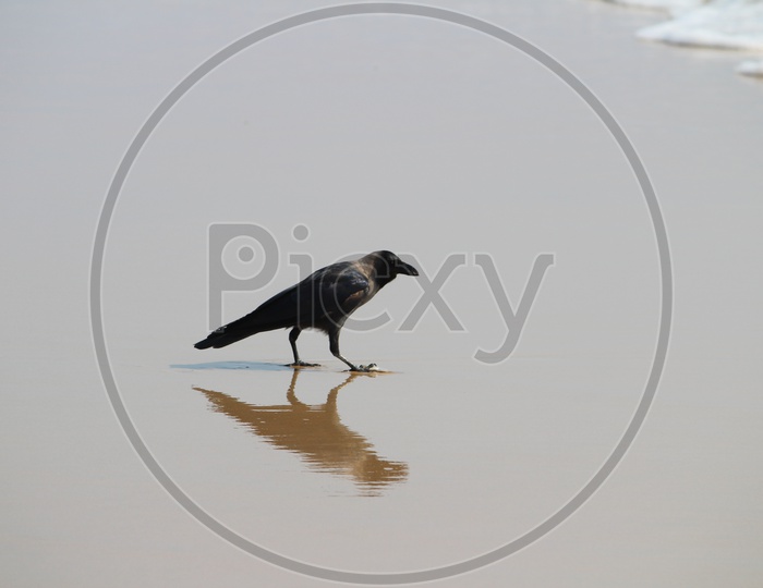 Crow In a Beach