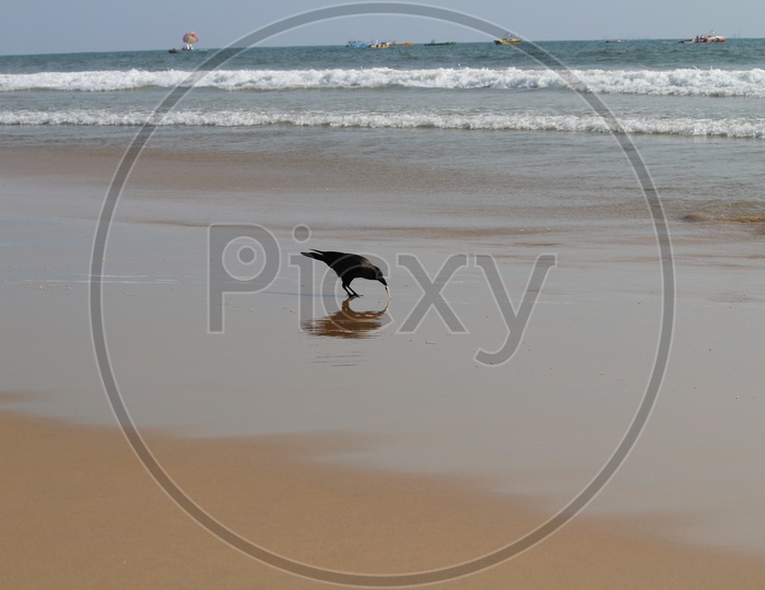 Crow Picking Fish In a Beach