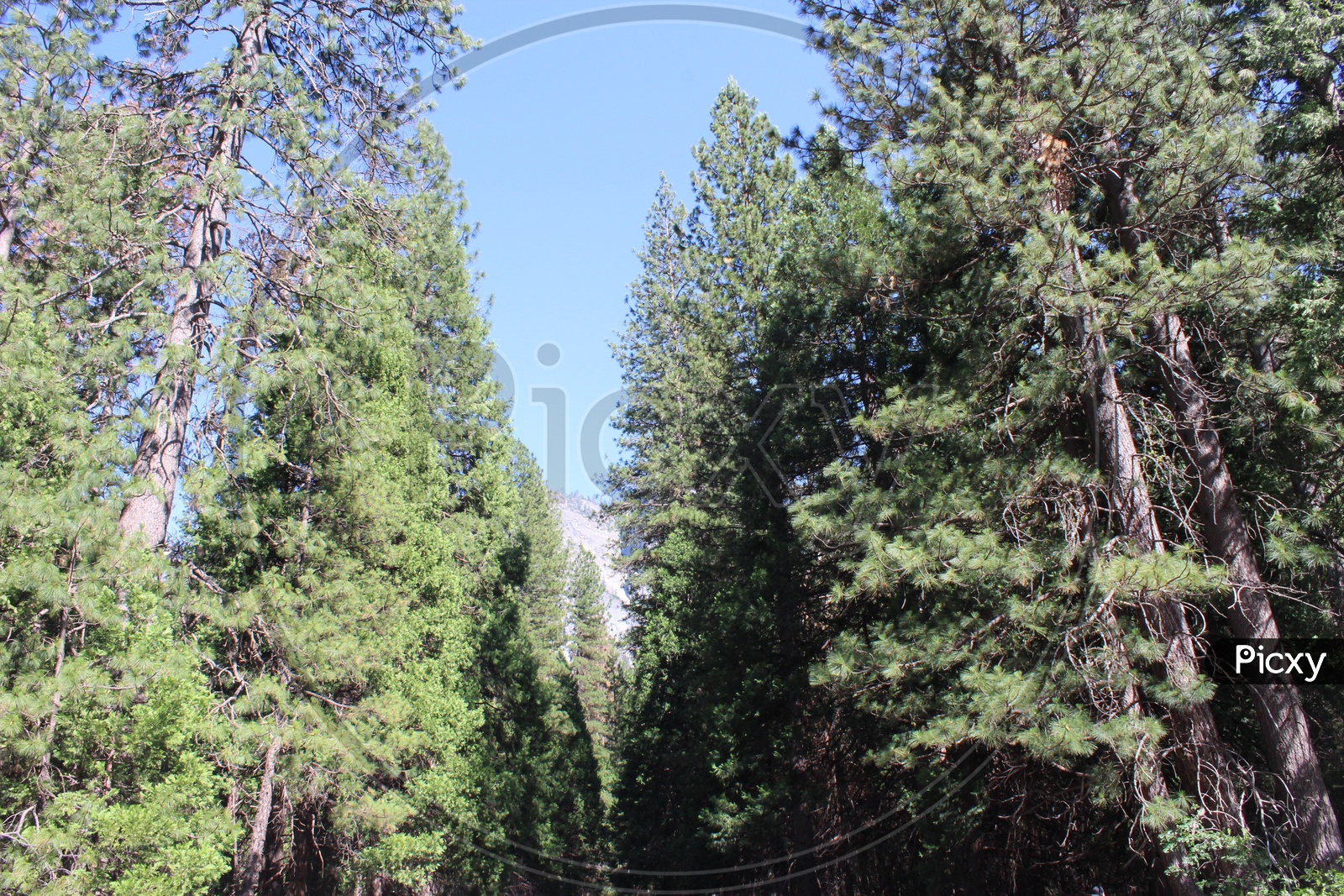 Trees in forest of Yosemite National Park