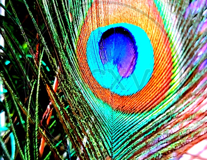 Peacock  wing