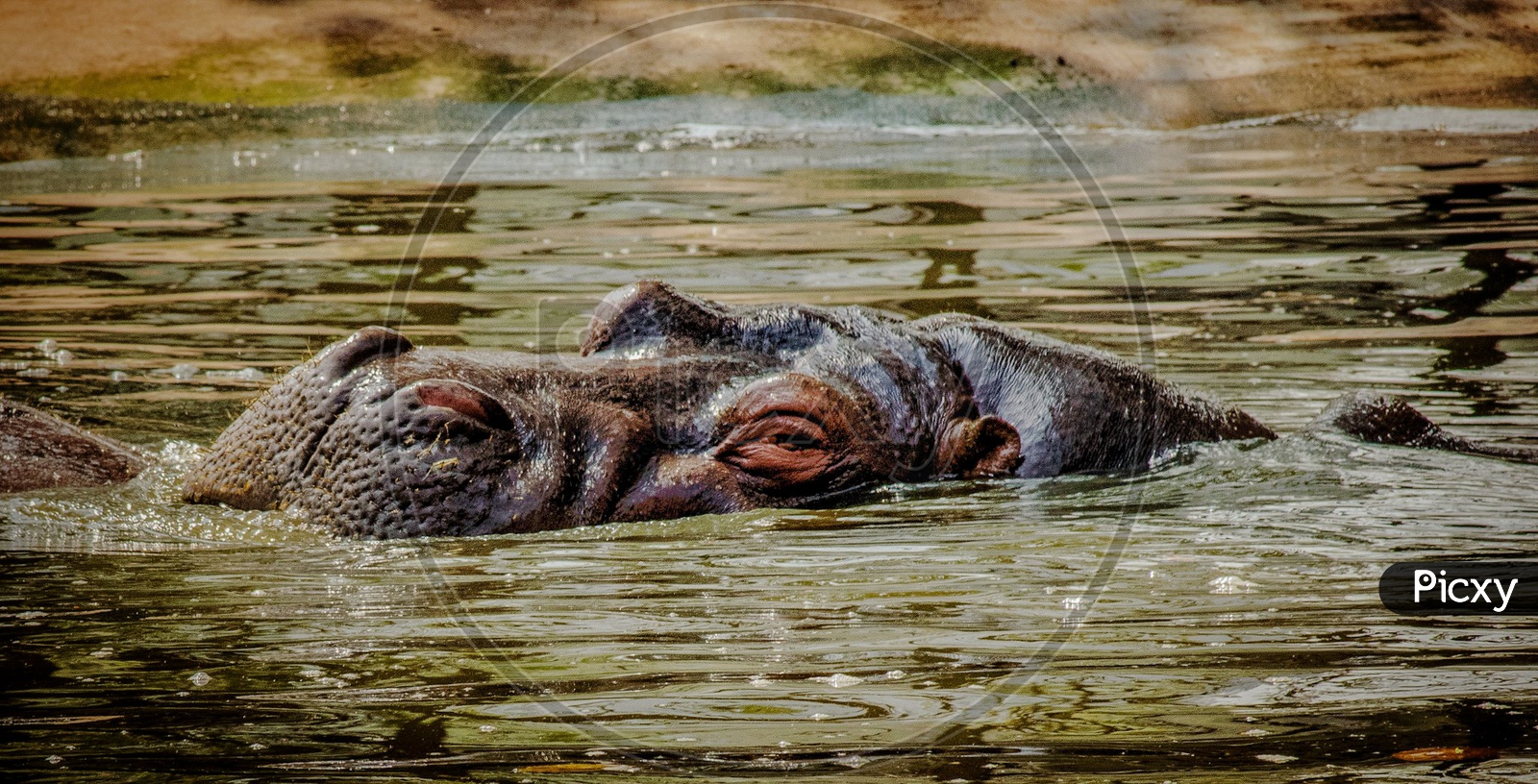Hippopotamus taking a bath in lake