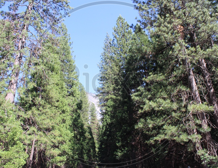 Trees in forest of Yosemite National Park